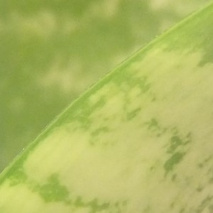 iso 800