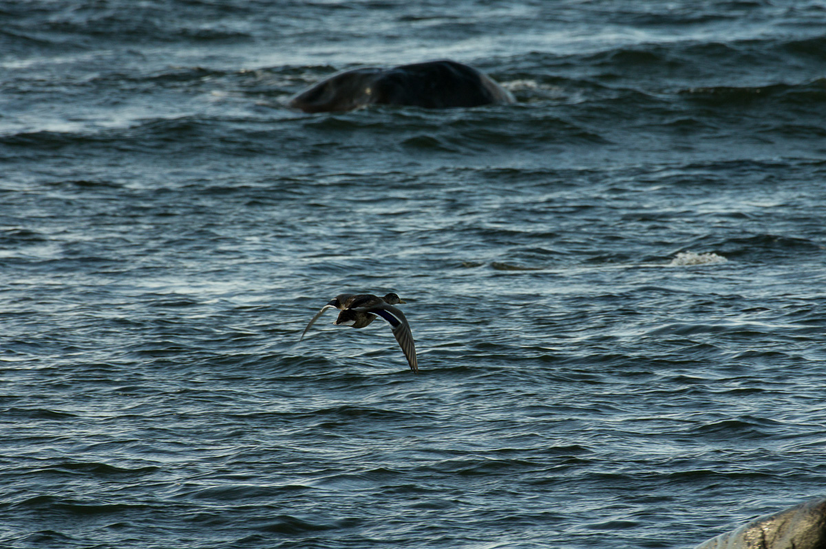 pentax-150-450mm-objektiiv-digitest-11