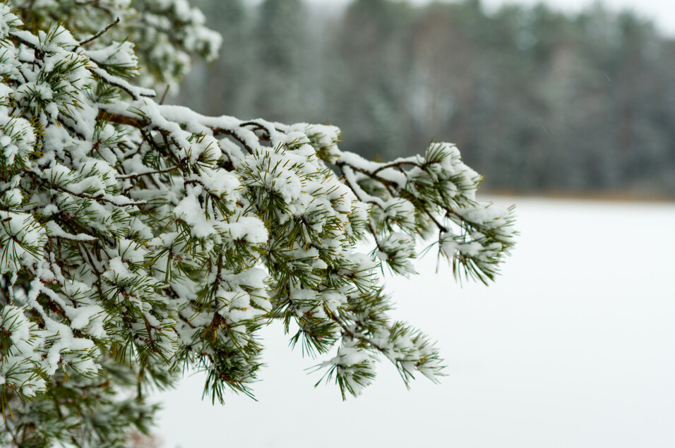 Pentax KP + HD Pentax D-FA 24-70mm f/2.8 ED SDM WR
1/125 sek säriaeg | ISO 125 | 70 mm | f/3.2 ava Pentax KP + HD Pentax D-FA 24-70mm f/2.8 ED SDM WR 1/125 sek säriaeg | ISO 125 | 70 mm | f/3.2 ava