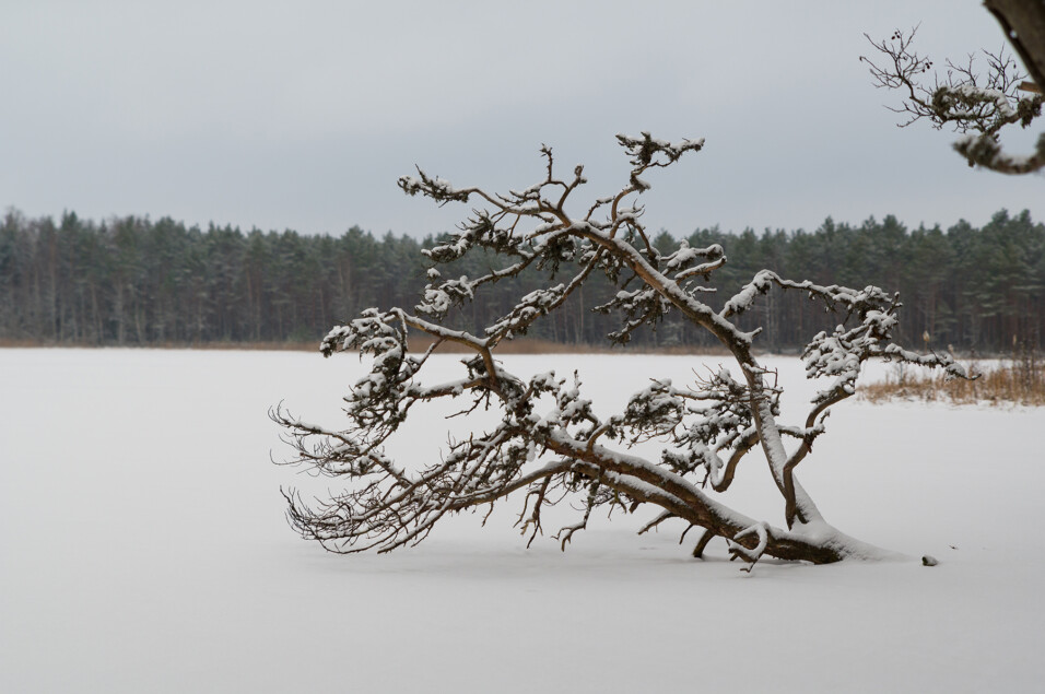 Pentax KP + HD Pentax D-FA 24-70mm f/2.8 ED SDM WR
1/250 sek säriaeg | ISO 100 | 63 mm | f/4 ava Pentax KP + HD Pentax D-FA 24-70mm f/2.8 ED SDM WR 1/250 sek säriaeg | ISO 100 | 63 mm | f/4 ava