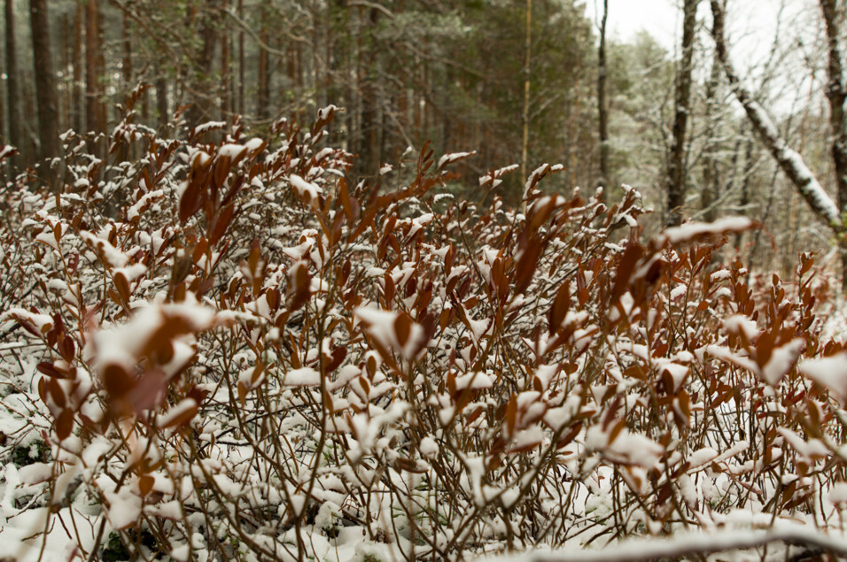 Pentax KP + HD Pentax D-FA 24-70mm f/2.8 ED SDM WR
1/60 sek säriaeg | ISO 160 | 24 mm | f/4.5 ava Pentax KP + HD Pentax D-FA 24-70mm f/2.8 ED SDM WR 1/60 sek säriaeg | ISO 160 | 24 mm | f/4.5 ava