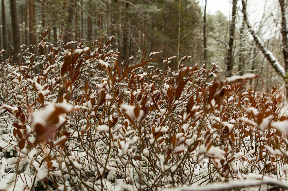 Pentax KP + HD Pentax D-FA 24-70mm f/2.8 ED SDM WR 1/60 sek säriaeg | ISO 160 | 24 mm | f/4.5 ava