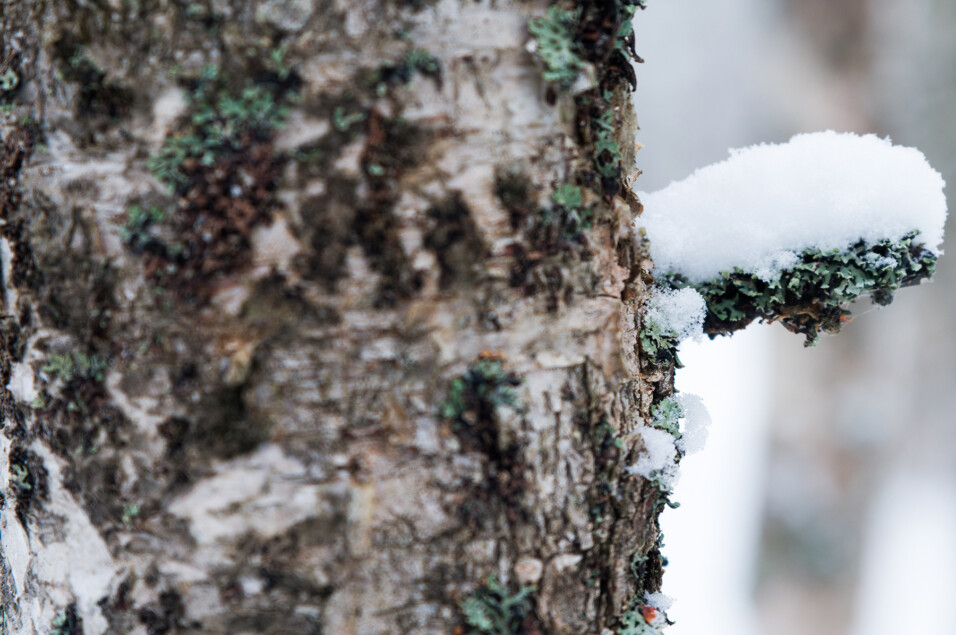 Pentax KP + HD Pentax D-FA 24-70mm f/2.8 ED SDM WR
1/125 sek säriaeg | ISO 250 | 70 mm | f/4.5 ava Pentax KP + HD Pentax D-FA 24-70mm f/2.8 ED SDM WR 1/125 sek säriaeg | ISO 250 | 70 mm | f/4.5 ava