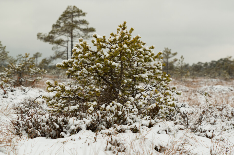 Pentax KP + HD Pentax D-FA 24-70mm f/2.8 ED SDM WR
1/200 sek säriaeg | ISO 100 | 53 mm | f/5 ava Pentax KP + HD Pentax D-FA 24-70mm f/2.8 ED SDM WR 1/200 sek säriaeg | ISO 100 | 53 mm | f/5 ava