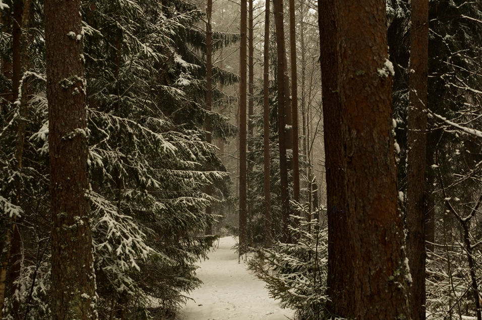 Pentax KP + HD Pentax D-FA 24-70mm f/2.8 ED SDM WR 1/100 sek säriaeg | ISO 100 | 24 mm | f/5.6 ava