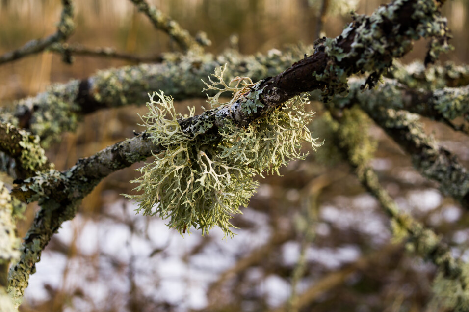 Pentax KP + HD Pentax DA 20-40mm f/2.8-4.0 ED DC WR Limited
1/250 sek säriaeg | ISO 125 | 40 mm | f/5.6 ava Pentax KP + HD Pentax DA 20-40mm f/2.8-4.0 ED DC WR Limited 1/250 sek säriaeg | ISO 125 | 40 mm | f/5.6 ava