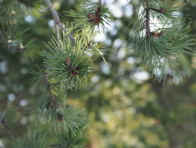 Säriaeg 1/800 sek | Ava f/4 | Tundlikkus ISO 640