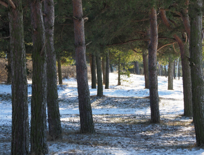 Säriaeg 1/320 sek | Ava f/8 | Tundlikkus ISO 640