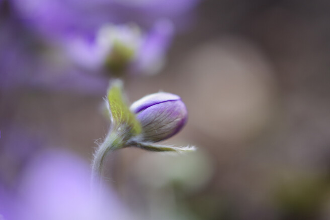 Säriaeg 1/500 sek | Ava f/2,8 | Tundlikkus ISO 400
