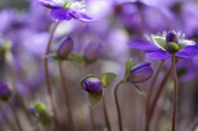 Säriaeg 1/250 sek | Ava f/2,8 | Tundlikkus ISO 100