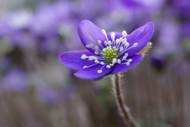 Säriaeg 1/200 sek | Ava f/5,6 | Tundlikkus ISO 400