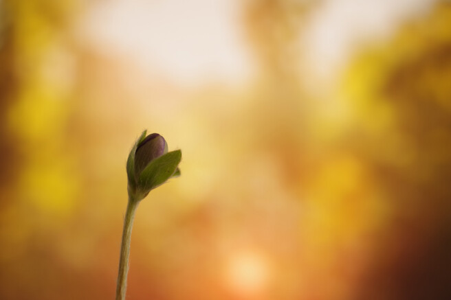 Säriaeg 1/4 sek | Ava f/8 | Tundlikkus ISO 200