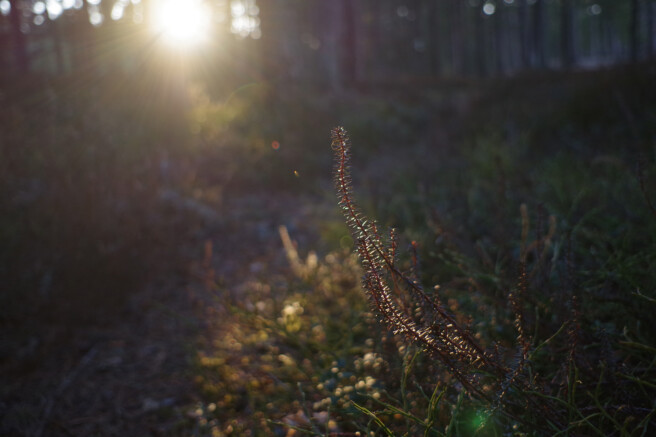 Säriaeg 1/200 sek | Ava f/3.2 | Tundlikkus ISO 400
