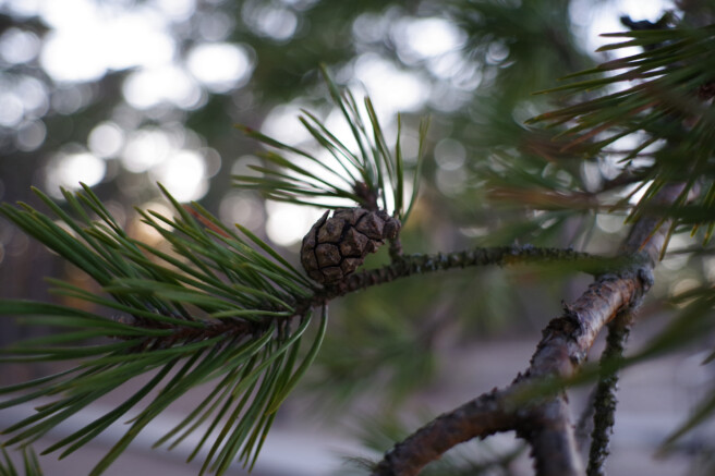 Säriaeg 1/200 sek | Ava f/3,2 | Tundlikkus ISO 400