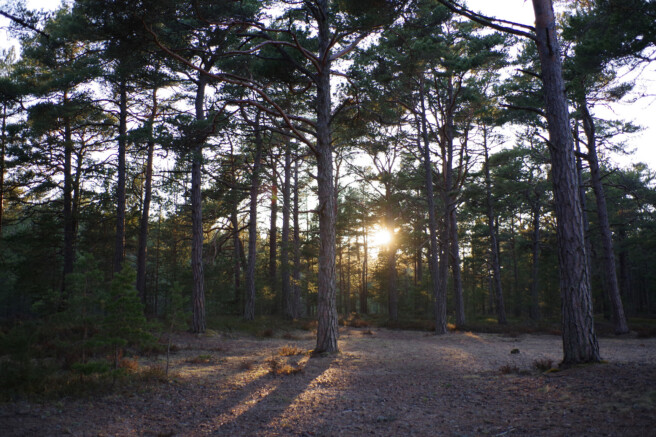 Säriaeg 1/250 sek | Ava f/3.2 | Tundlikkus ISO 400