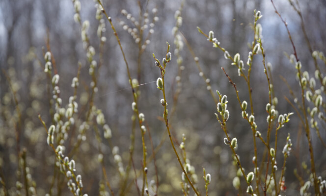 105mm | Säriaeg 1/320 sek | Ava f/5.6 | Tundlikkus ISO 200