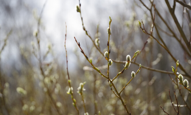 105mm | Säriaeg 1/400 sek | Ava f/5.6 | Tundlikkus ISO 200